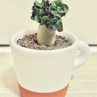 アデニウム,スルコレブチア ラウシー,グリーンラウシー,アデニウム 獅子葉,観葉植物の画像