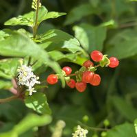ジュズサンゴ,庭の花,花のある暮らし,花壇の中,庭の画像