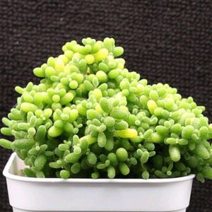 ハオルチア,多肉植物,エケベリア属,ハオルチア属,多肉大好きの画像