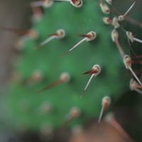 ハオルチア,多肉植物,観葉植物,塊根植物,サボテン科の画像