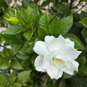 クチナシの画像