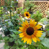 ルドベキア,鉢植え大根の画像