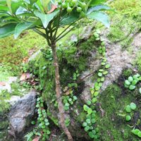 万両,マメヅタ,苔庭（こけにわ）,日本庭園,綺麗なミドリの画像