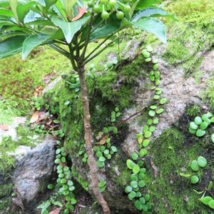 万両,マメヅタ,苔庭（こけにわ）,日本庭園,綺麗なミドリの画像