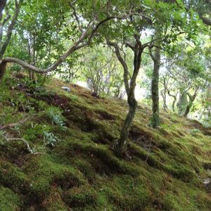日本庭園,綺麗なミドリ,ウォーキング✨,綺麗な苔庭✨,素敵な苔庭✨の画像