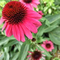 寄せ植え,花のある暮らし,小さな庭の画像