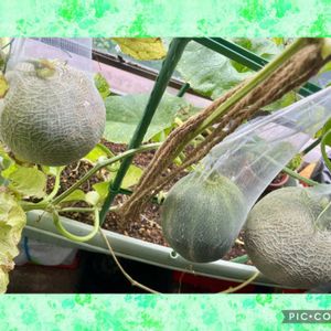 メロン,メロン,ベランダガーデニング,ベランダの画像