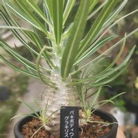 パキポディウム,パキポディウム・グラキリス,多肉植物,観葉植物,塊根植物の画像