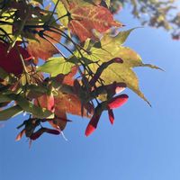 カエデ,カエデ,癒し,葉っぱ,秋の気配の画像