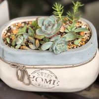 モミジ,エケベリア シルエット,シソの花,イネ（米）,多肉植物の画像