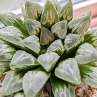 ハオルチア,ハオルチア ラブハート,ハオルチア フローズン×スーパーホワイト,多肉植物,ハオルチア属の画像