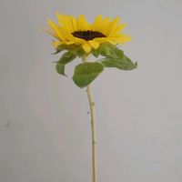 ヒマワリ,向日葵,ひまわり・サンリッチイエロー,ひまわり,一人一花の画像