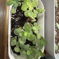 アロマティカス,復活.アロマの画像