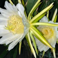 ドラゴンフルーツ,スマホ撮影,おうち園芸,大きな野菜用のプランター,バルコニー/ベランダの画像