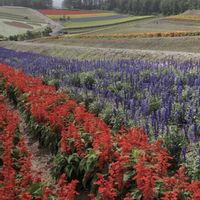 サルビア,サルビア,サルビア,ラベンダー,ラベンダーの画像