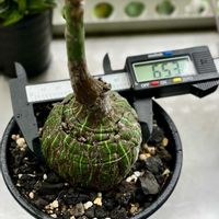 ボンバックス,ボンバックス エリプチカム,多肉植物,神奈川タニラー,多肉女子の画像