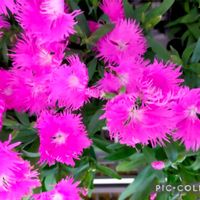 ナデシコ,安曇野,ナデシコ(ダイアンサス),信州大好き⛰️,ピンクの花の画像