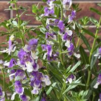 アンゲロニア,ガーデニング,夏の花,花のある暮らし,PWの画像
