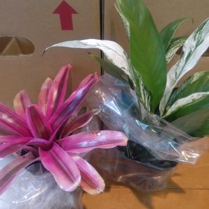 斑入りスパティフィラム,ネオレゲリア ファイヤーボール バリエガータ,タンク ブロメリア,観葉植物,PRの画像