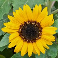 ヒマワリ,ヒマワリ,ミニひまわり,黄色い花,感謝の画像
