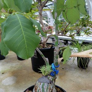 チランジア,メキシコチモラン,エアプランツ,温室,東山植物園の画像