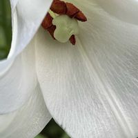 ユリ,ゆり,白い花,素敵な出会いに感謝,今日も元気での画像