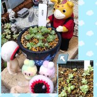 ベゴニア,パープルヘイズ,クーペリー,ベビーサンローズ(斑入り),オーニソガラム ジュンシフォリウムの画像