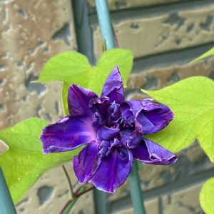 朝顔　青葉紫乱菊石畳切咲,古典園芸植物,ヒルガオ科,蔓植物,サツマイモ属の画像