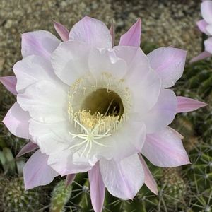 サボテンの花,通り道,サボテン大好きの画像