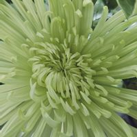 キク,日曜ビタミンカラー♪,日曜日は日本を感じる和の花,その他部屋の画像