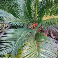 ソテツ,新潟の画像