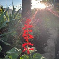 サルビア,コーヒーの木,今日のお花,花ブローチ倶楽部,東北人花の会の画像