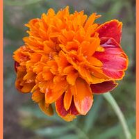 キク,マリーゴールド,花のある暮らし,お花大好き♡,お散歩ちゃんキーホルダーの画像