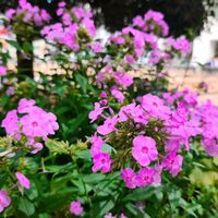 花のある暮らし,緑のある暮らし,植栽,オレンジ色の花,ピンク色の花の画像