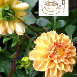 ダリア,プランター栽培,オレンジ色の花,ダリアの栽培,日曜日はビタミンカラーの日の画像