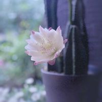 サボテン,柱サボテン,鬼面角,柱サボテン 鬼面角,サボテンの花✨の画像