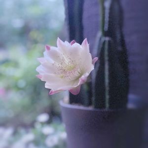 サボテン,柱サボテン,鬼面角,柱サボテン 鬼面角,サボテンの花✨の画像