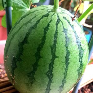 スイカ,マダーボール,小玉スイカ,ダイソー,自家製野菜の画像