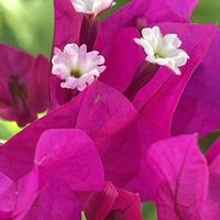 ブーゲンビリア,ブーゲンビリア,鉢植えの画像