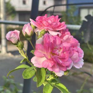 ♡秋のバラ♡,ガーデニング,ウッドデッキ,多肉ジャングル,緑が鮮やかの画像