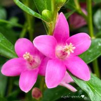 サザンクロス,花のある暮らし,お散歩写真,お花が好き♡,綺麗なお花の画像