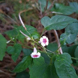 雑草,山野草,つる植物,秋の草木の画像