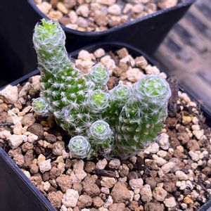 サボテン,名無しさん,多肉植物,多肉男子,リビング・ダイニングの画像