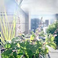 カランコエ,アルブカ スピラリス フリズルシズル,ウツボカズラ,プレクトランサス・エルンスティー,カランコエ シンセパラの画像