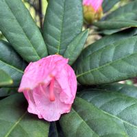 シャクナゲ,スマホ撮影加工なし,花の15年組,庭の画像