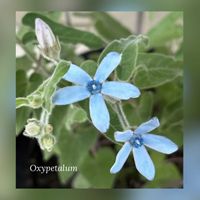 ブルースター,オキシペタラム ブルースター,オキシペタラム ブルースター,種からのお花,こむの庭の画像