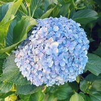ニンジン,ニンジン,紫陽花,北海道,札幌の画像