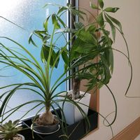 パキラ,トックリラン,観葉植物,ガーデニング,多肉棚の画像