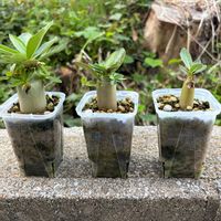アデニウム,観葉植物,塊根植物の画像