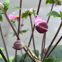 秋明菊,千葉県,私のお庭,千葉県北西部,庭の画像